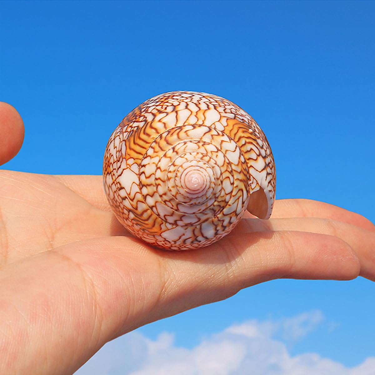 Amazon.com - XIDONGTRE Natural Sea Beach Seashells,Huge