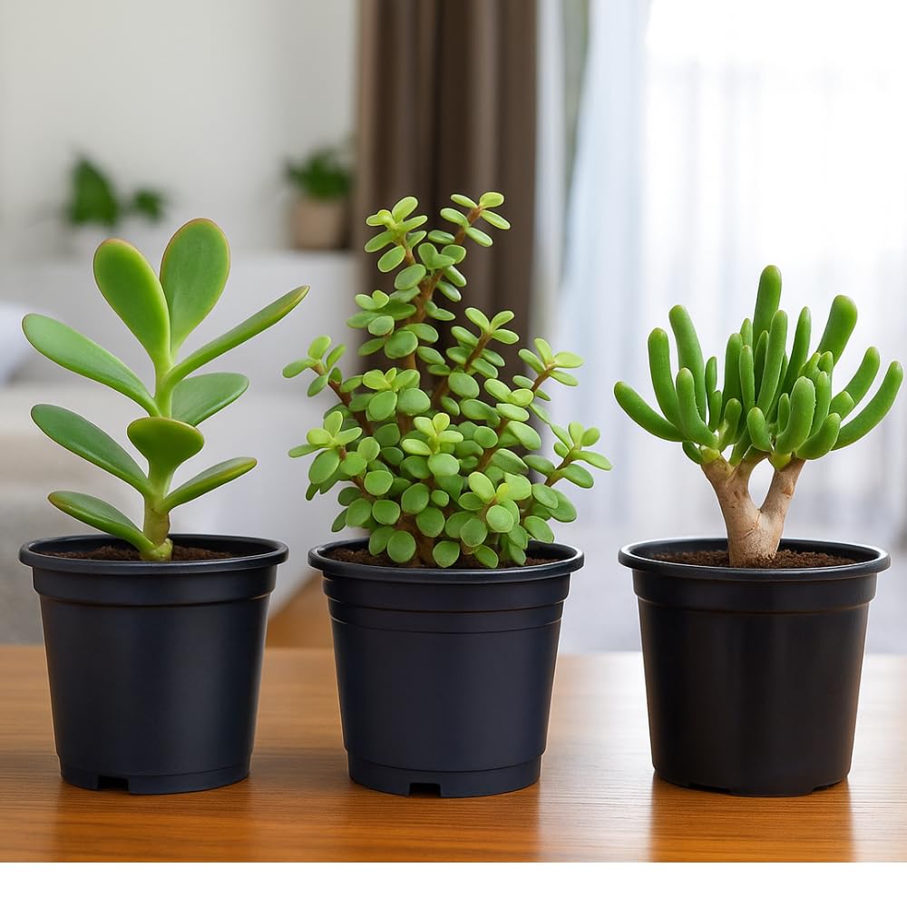 Live Jade Plant Combo (3 Varieties) – Mini Jade, Gollum Jade & Crassula Ovata | Indoor Succulents in Pots | Low Maintenance, Feng Shui, Air Purifying Plants for Home, Office, Gifting-image-18
