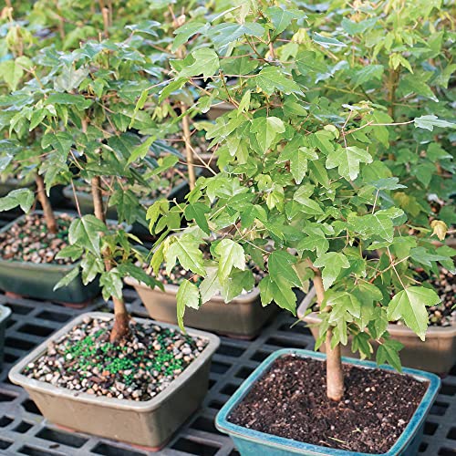 Maple Live Bonsai Tree