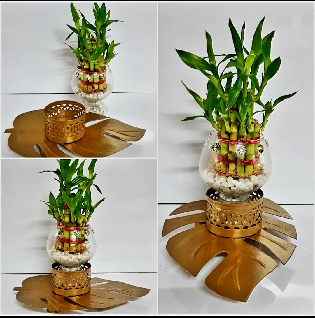 R.R.V. INTERNATIONAL 2 Layer Lucky Bamboo Plant with Glass Vase for Indoor | Home Decor Live Plant with Designer Metal Stand Base (B0BVW2F5M2) Amazon Price History, Amazon Price Tracker