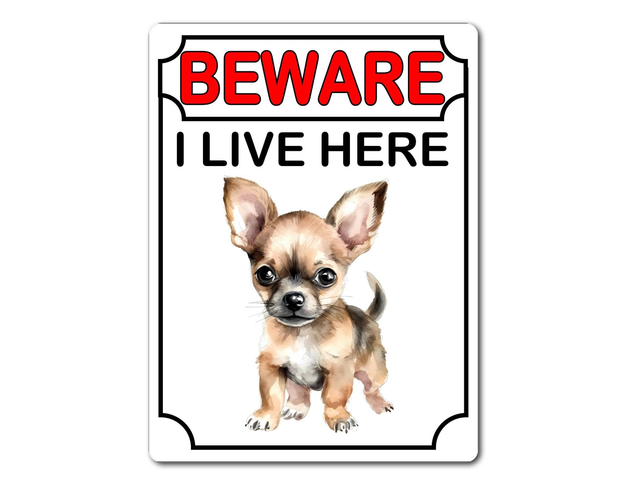 Decalarama Chihuahua Metal Sign Gift – Beware I Live Here - Cute Fun Dog Novelty Aluminium Present
