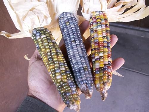 Semillas Corn Montana Mix Dulce Vegetal No GMO para Plantar