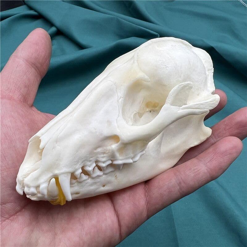 Taxidermy Real Animals Skulls - Model Animals Bones Specimen, Unique Collectible for Biology Science Education and Taxidermy Collection 1PCS (Raccon Skull) — image 1