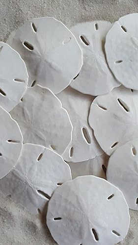 Miniatura 7 de Tumbler Home Dólares de arena blanca de 2 a 2.25 pulgadas, juego de 12 dólares de arena para boda, hechos a mano y empaquetados profesionalmente