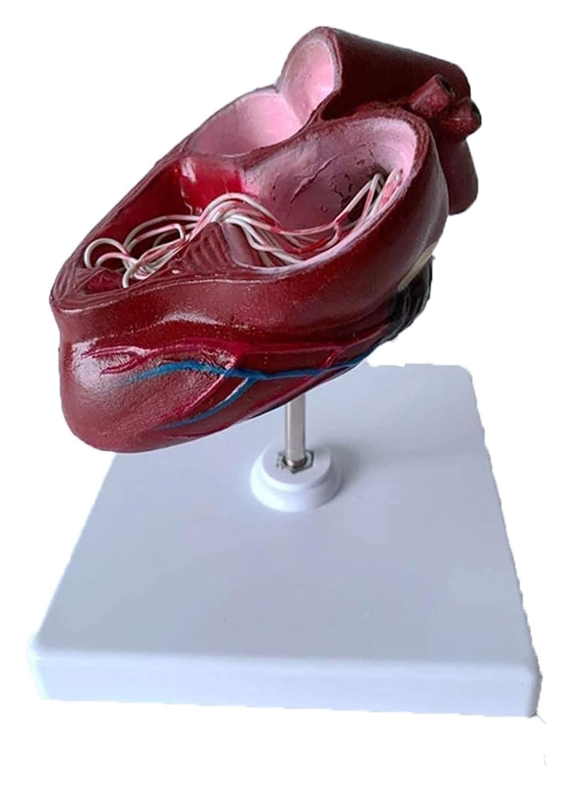 Modello di cuore di cane Modello di organo Cuore di animale Sussidio didattico anatomico