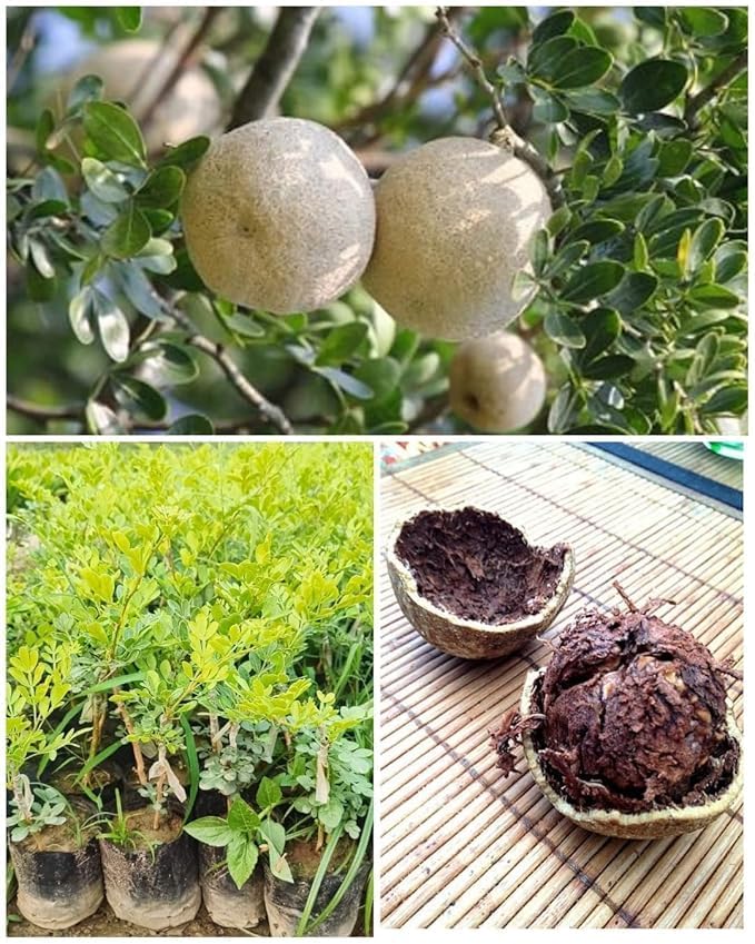Image of All-Time 12 Months Hybrid GRAFTED Live Fruit Plant Original & Authentic Organic Tree for Outdoor Fast-Growing Fruit Plant Home Gardens Pack Of-1 (Wood-Apple Fruit Plant, Medium)