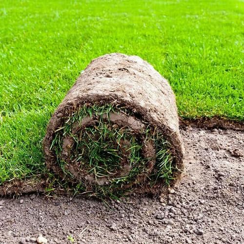 Mexican grass Seeds for lawn Lawn grass seeds mexican (9000 seeds) (B0CPV5P68N) Amazon Price History, Amazon Price Tracker