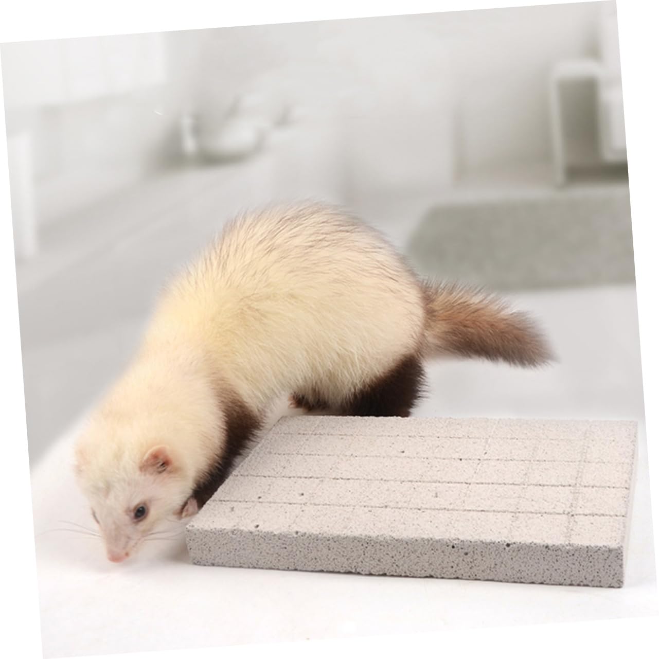 POPETPOP Schleifklauenbrett für Kleintiere als Fußpolster von Meerschweinchen und Meerschweinchenfüße Matte im Käfig als Rabbit Toys zur Nagelpflege