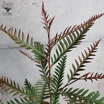 シルバー グレビレア アイバンホー 根付き鉢物大株 高さ1.3m 8号鉢 シルバー グレビレア アイバンホー 根付き鉢物大株 高さ1.3m 8号