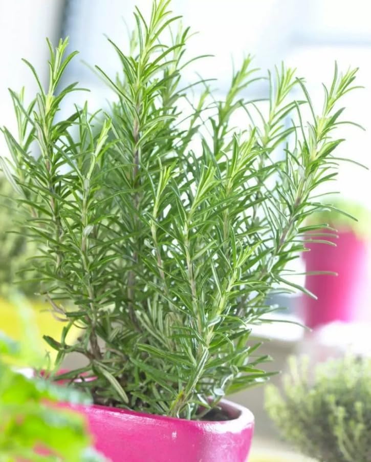 Miniatura 4 de 3 Hardy Rosemary Plants for Planting, Barbeque Rosemary Plants Culinary Rosemarys Seedlings Fragrant Herb, Blue Flowes 3-6 Inch Tall, Ship No Pot
