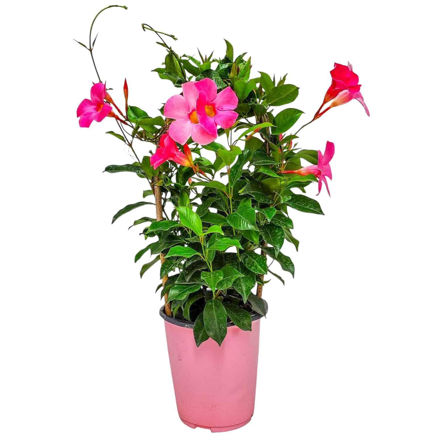 Pretty Pink Live Dipladenia Plant