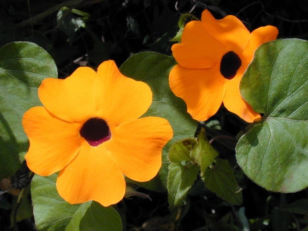 50 Semi di Thunbergia Black Eyed Susan Vine Thunbergia Alata