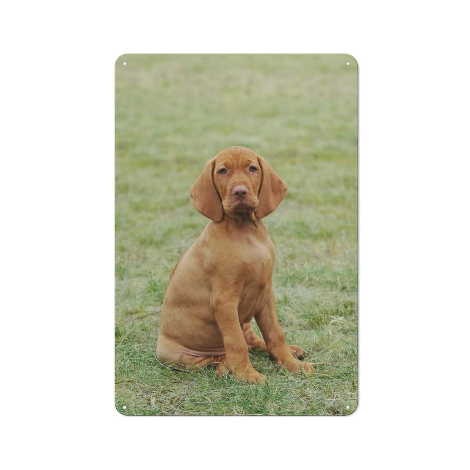 Junmoney Style-24 Shop Front Style Hungarian Vizsla Puppy Decorative Metal Plaque 30X20cm, Shop Wall Decor For Cafe, Bistro, Bakery Or Restaurant