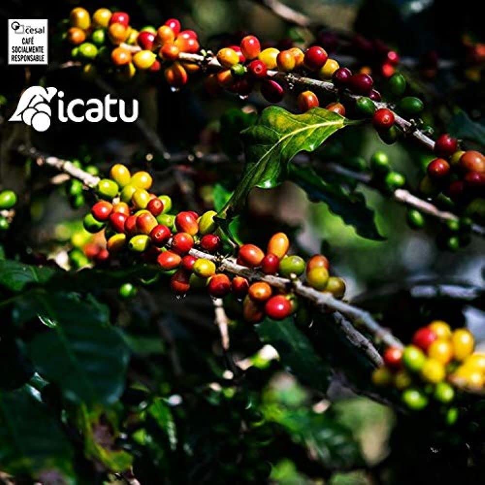 CAFES GUILIS DESDE 1928 AMANTES DEL CAFÉ - Caffè Brasiliano in Grani Arabica Tostatura Artigianale Azienda Icatu Minas Gerais 2 Kg