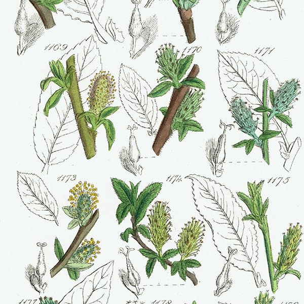 1869年！ 超希少 手彩色160枚 サワビーの英国植物図鑑IX