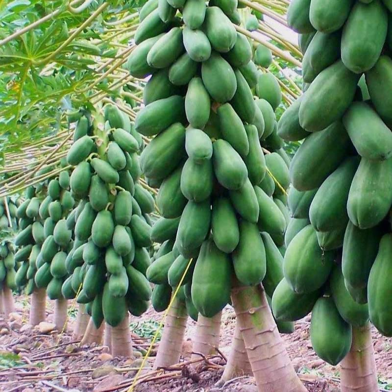 50+ Dwarf Thai Papaya Seeds~Fresh Seeds for Planting