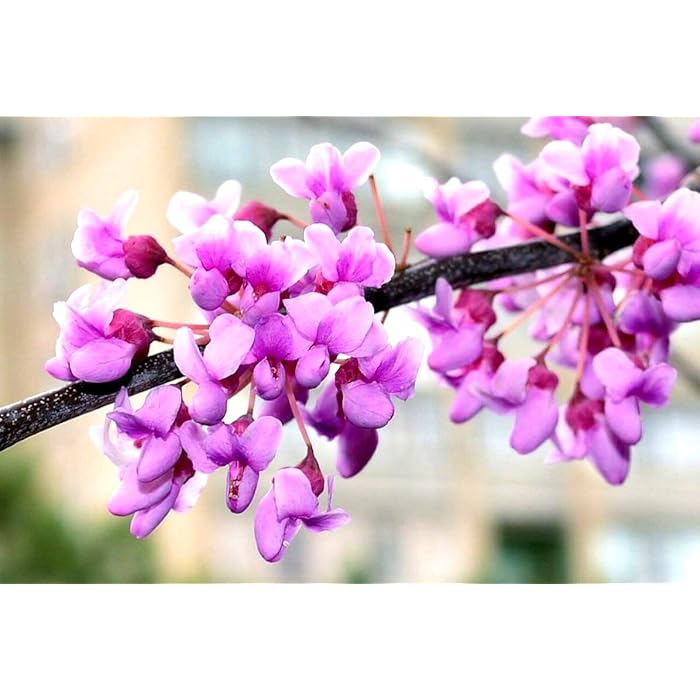 Buy Judas Tree Seeds European Redbud Tree Judas Tree of Love Flowering