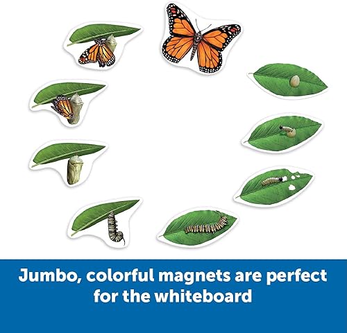 Miniatura 2 de Learning Resources Ciclo de vida de mariposa, 9 piezas de escritura y limpieza, accesorios para el aula, ayudas didácticas, a partir de 5 años