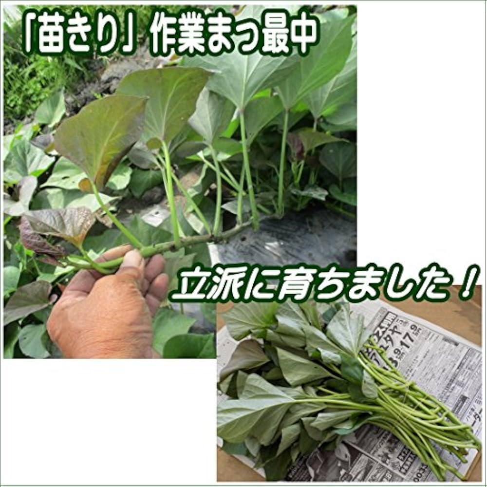 Amazon | さつまいも ウイルスフリー 切り苗 なると金時 10本束