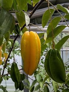 フルーツ 苗植え 南国果実 ゴレンシ FRUITS 100グラム | ゴレンシ（スターフルーツ）鉢植え 南国果実 フルーツ栽培用苗木