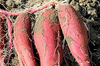 Amazon | 【芋屋長兵衛】金時切苗 (さつまいも苗)30本セット | 野菜 Amazon | 【芋屋長兵衛】金時切苗 (さつまいも苗)30本セット | 野菜