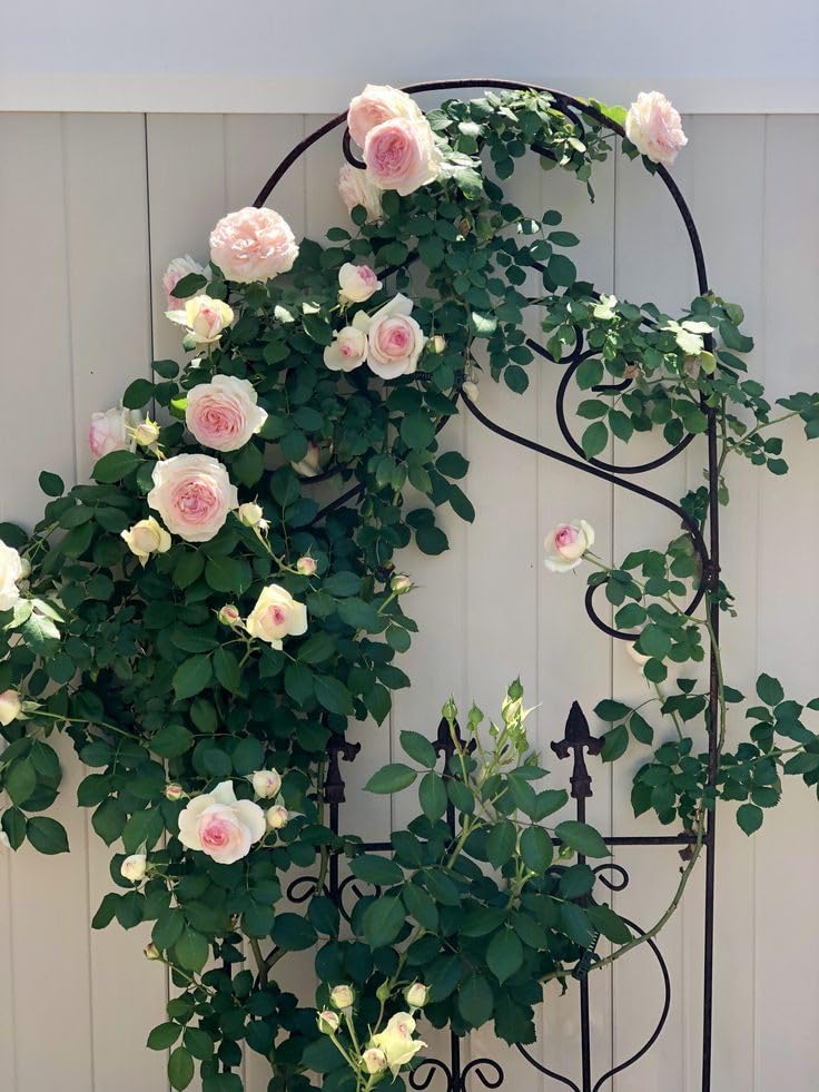 Oakwood Farms® Climbing Rose imported Flower seeds For Your home Gardening Pack of 100 seeds (CREAM) (B0D8VX36F8) Amazon Price History, Amazon Price Tracker