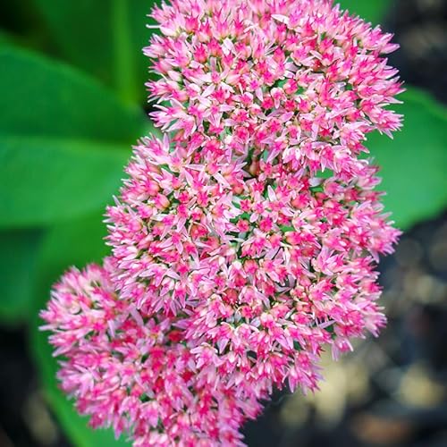 Autumn Joy Sedum Flower Root - Attracts Butterflies and Hummingbirds - Deer Resistant -No Deadheading Needed