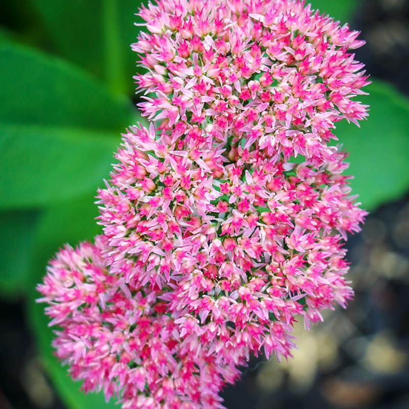 Autumn Joy Sedum Flower Root