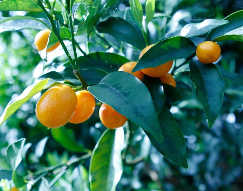 Nagami Kumquat Tree Dwarf Kumquats Plant Grafted Tree