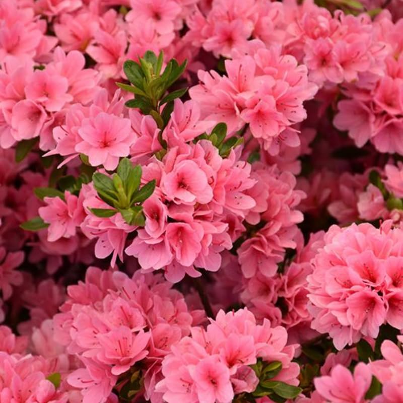 HILROQG Coral Reblooming Azalea