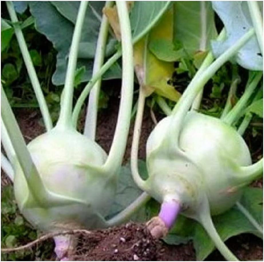 300 Early White Vienna Kohlrabi Seeds for Planting Non GMO Heirloom Seeds Instant Latch Fresh Garden Seed
