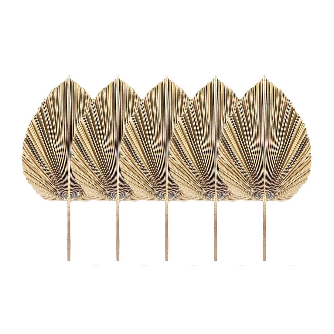 Yangyou 5-Pack Hand-Cut Natural Dried Palm Leaves, Beautiful Tropical Palm Fans for Boho Decor, Weddings, and Kitchen Design