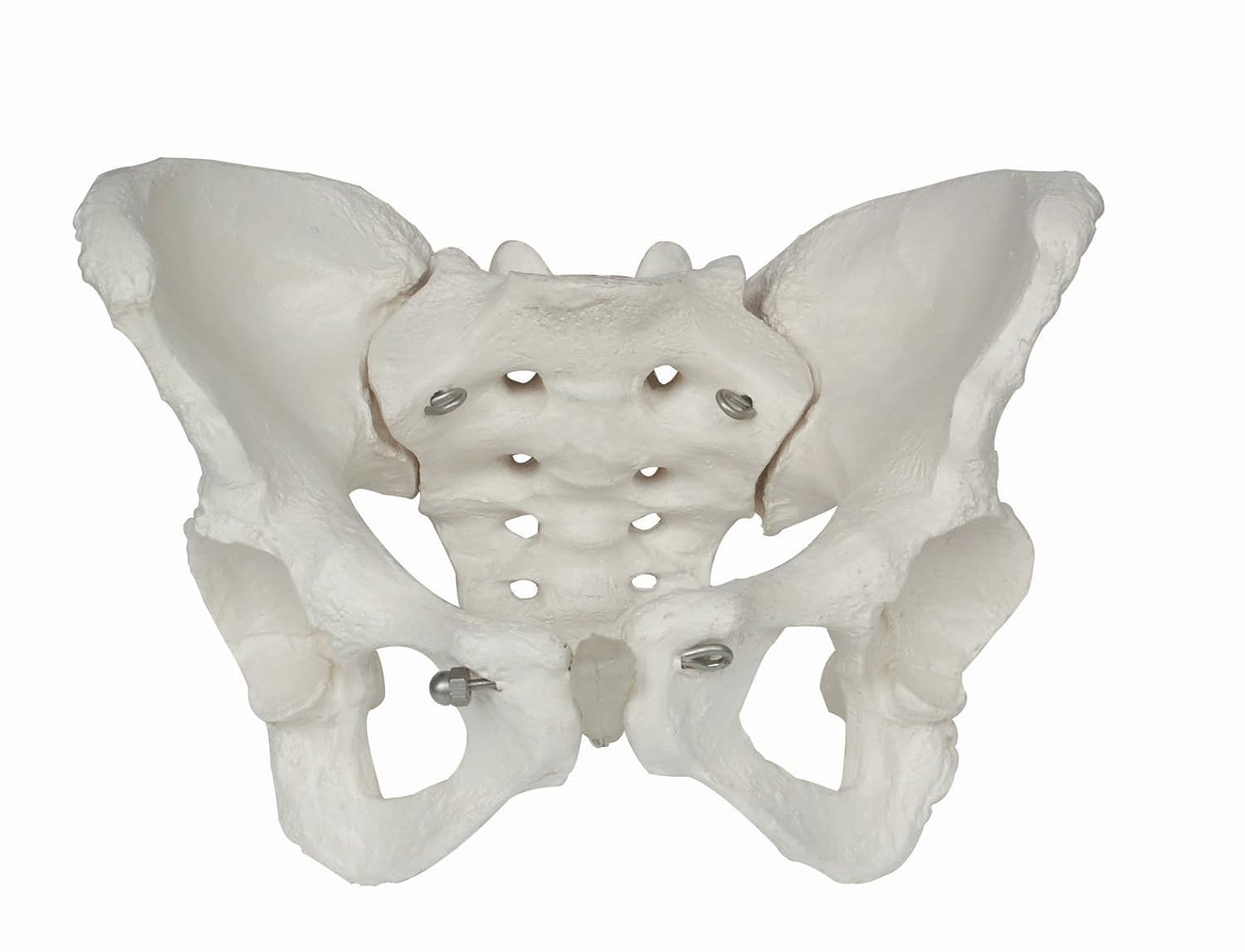 Eisco Labs Female Pelvis/Pelvic Skeleton Bone Model