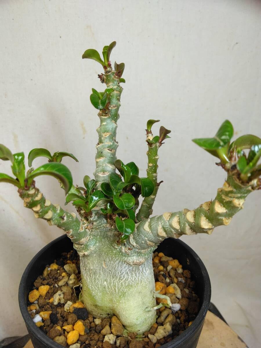 【獅子葉/DHA】ドーセットホーン アデニウム メデューサ 中株 鉢植え D-1 Amazon｜メデューサ獅子葉DHAドーセットホーンメデューサ大苗 RNL137