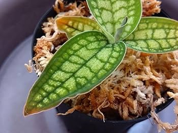 ジュエルオーキッド　シストーチス　パプア　原産地由来 ジュエルオーキッド シストーチス パプア 原産地由来 Cystorchis