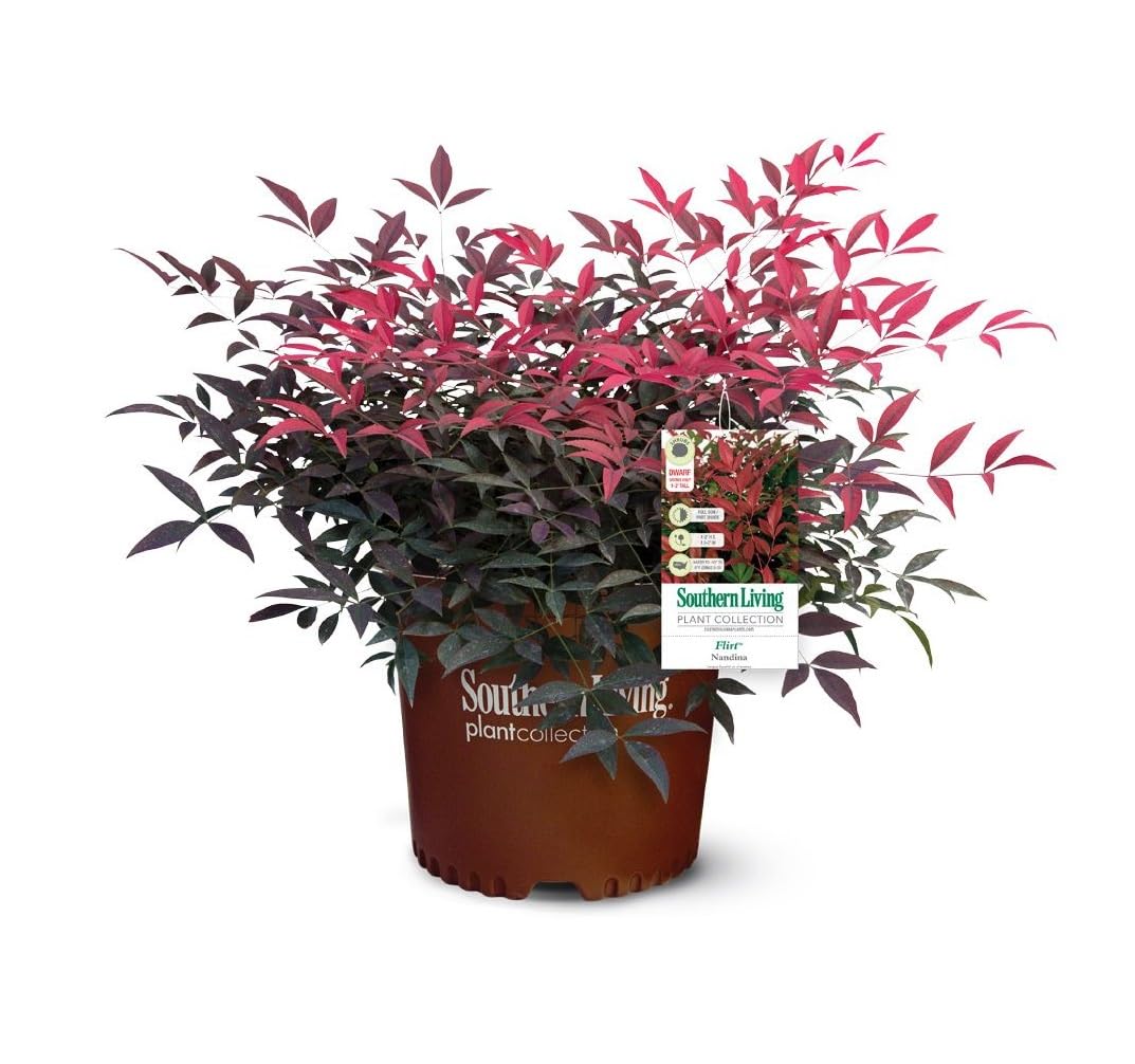 Flirt Nandina