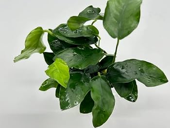 Amazon.co.jp: 水草 アヌビアスバルテリーナナ POT入り アクアリウム