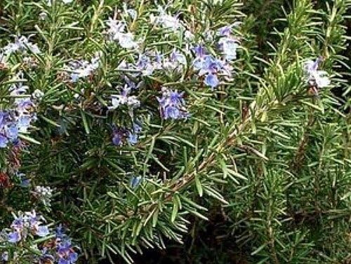 Amazon Com Arp Rosemary Plant Cold Hardy Live Plant 3 Pot Patio Lawn Garden