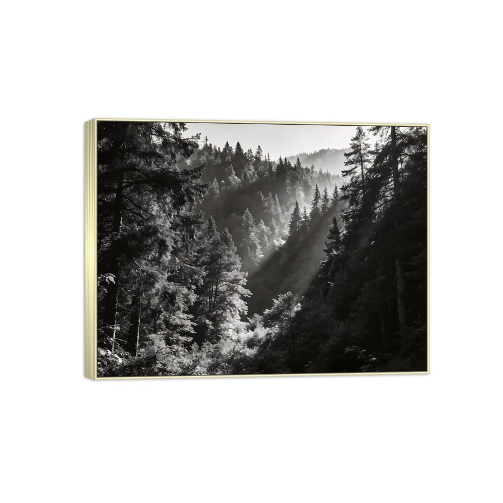 Forest Tree 11 Black White Landscape Canvas Picture 70x90cm Silver Frame