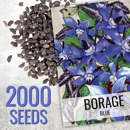 Seed Needs Blue Borage Seeds for Planting Herb Seed | 2,000+ Heirloom Seeds Non GMO Untreated | 1.5 Ounce Bulk Pouch Borage Flower Seed | Blue Edible Star Flowers Attracts Pollinators - Image 3