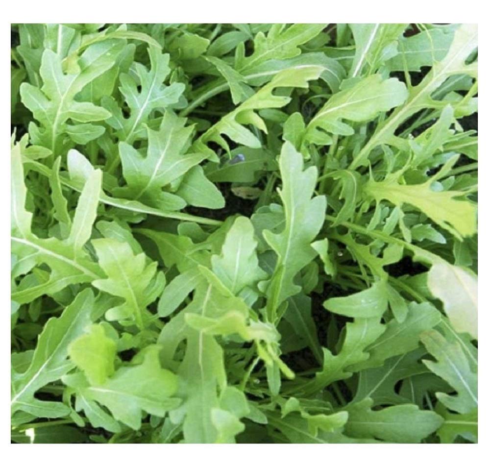 PREMIER SEEDS DIRECT - HERB - Rocket Seeds - Wild (21 Grams)