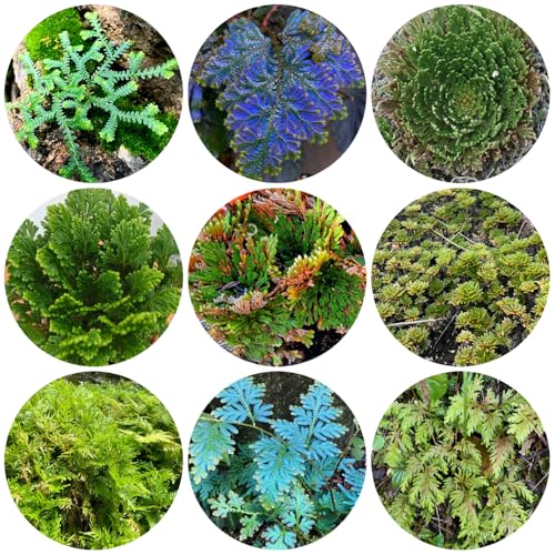 Bulbi di Rosi di Gerico - balcone, perenni resistenti all'inverno da interno, aiuola 10pcs