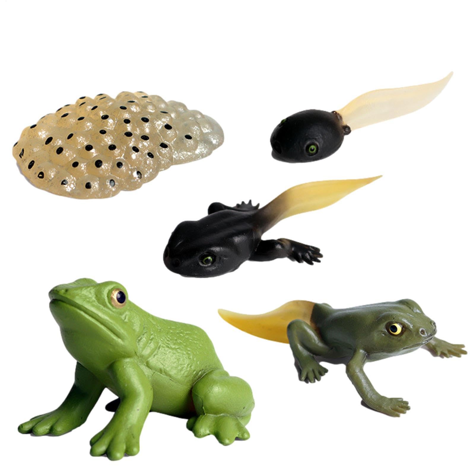 Insectss Life Cycle Figurines - Educational Biological Growth Stages, Realistic Hand-Painted Learning Models, Durable Odourlesss PP Plasticss Build, 4 to 5 Piece Development Sets - for Kids 3 Years — view 12