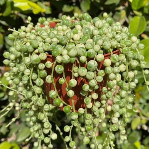 Miniatura 2 de Suculentas Cadena de Perlas Abigarradas Planta Viva, Rara Suculenta Planta Abigarrada Enraizada en Maceta de 4 pulgadas, Cesta Colgante Planta de