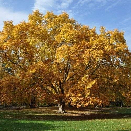 70pcs Yellow Platanus occidentalis Tree Seeds Generic