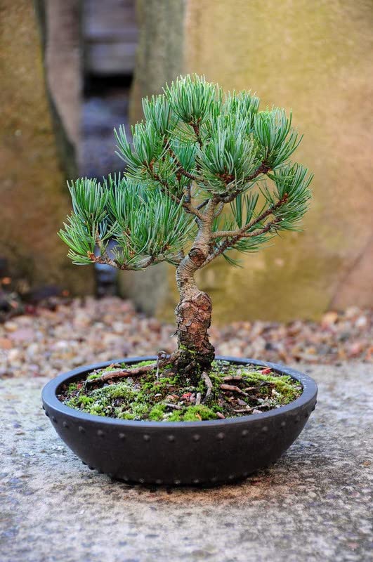 Vixenssell Pine Tree with Pot (Live Plant) (B0BHDRW63K) Amazon Price History, Amazon Price Tracker