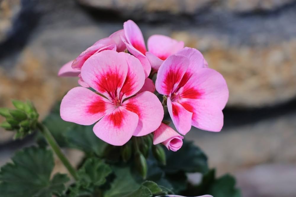 ✿希少ゼラニウム苗✿ 9070dceb03ad2946c5e4d8971567dd