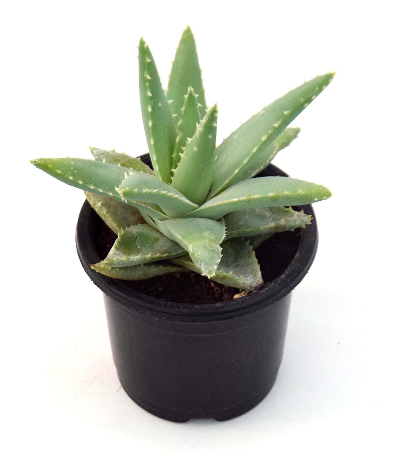 ECOFLORA Aloe Vera Succulet Live Plant (B0D3VFVQF8) Amazon Price History, Amazon Price Tracker