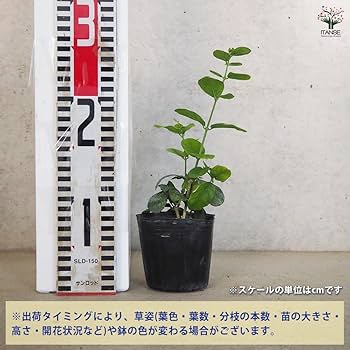 Amazon.co.jp: ITANSE ジャスミン ヤエマツリカ 9cm 2個セット