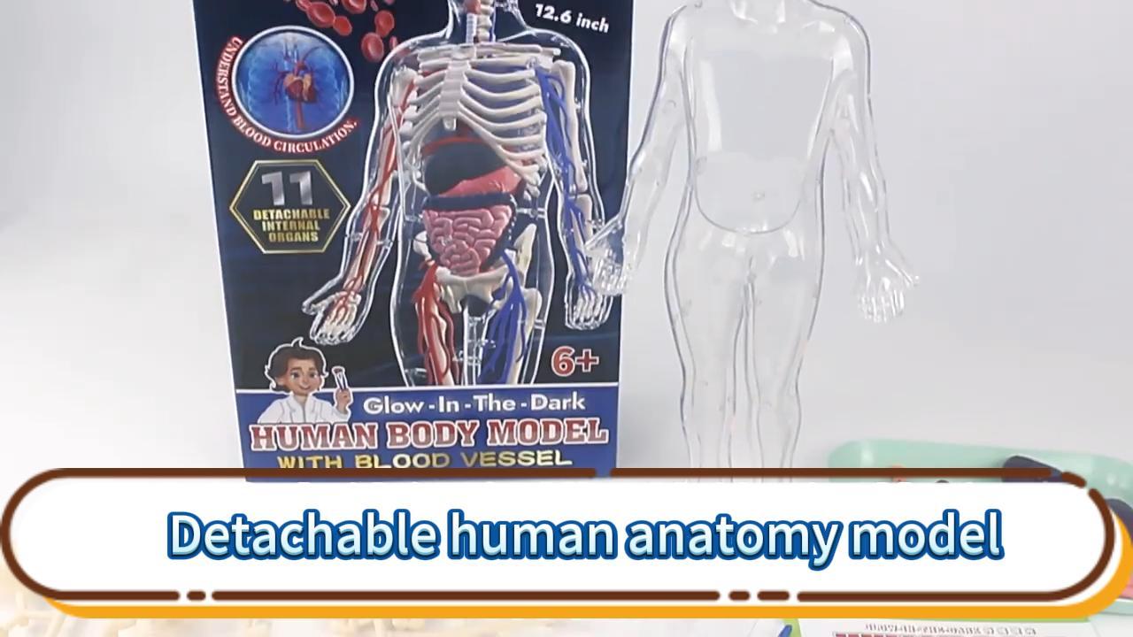 Image of 3D Human Body Model with Removable Bones,Organs,Blood Vessels,Transparent Anatomy Figure with Luminous Design, DIY Model for Study,Teaching Demonstration,Science Early Learning
